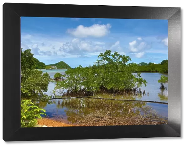 Mangrove swamp in Koror, Koror Island, Republic of Palau, Micronesia, Pacific Ocean