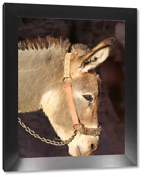Donkey in the rock city of Petra, Jordan