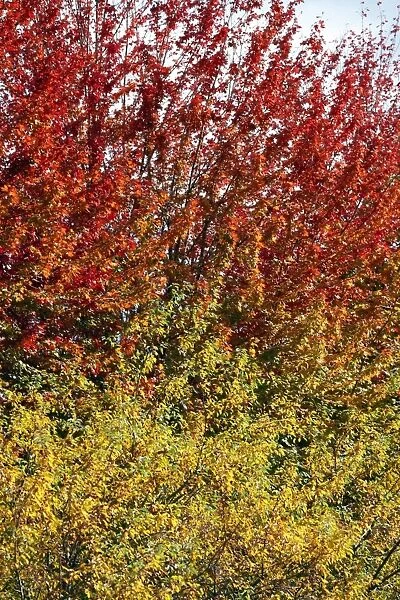Autumn foliage, Chicago, Illinois, America