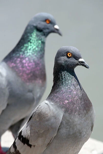 Birds - Two Pigeons