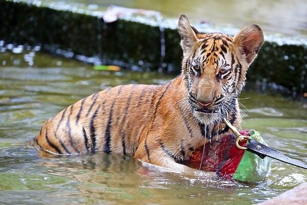 Cute tiger cub playing in the water at theTiger Temple in Kanchanaburi, Thailand