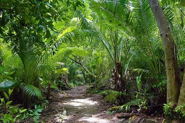 Forest path through tropical vegetation, Palau, Micronesia