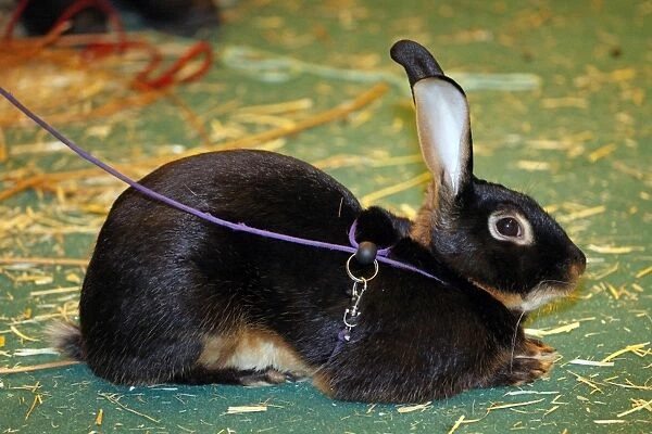 Rabbit at the London Pet Show