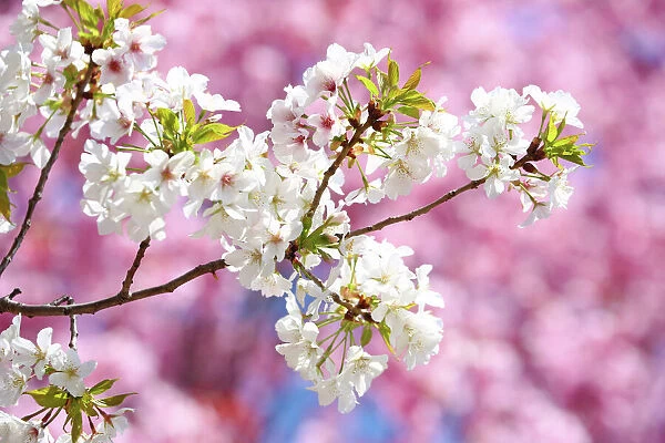 Sakura, Japanese Cherry Blossom flowers in Tokyo, Japan