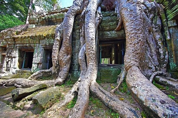 Spung tree roots covering ruins at Ta Prohm Temple, Angkor, Siem Reap, Cambodia