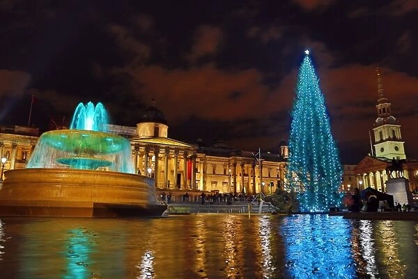 Trafalgar Square Christmas Tree lights switched on, London, England