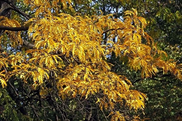 Yellow leaves on trees in during the Fall season of Autumn