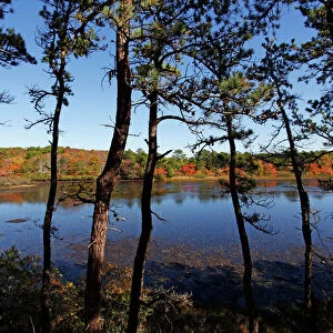 Changing colours of the autumn season at a lake in Provincetown, Cape Cod