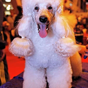 Poodle dog at the London Pet Show