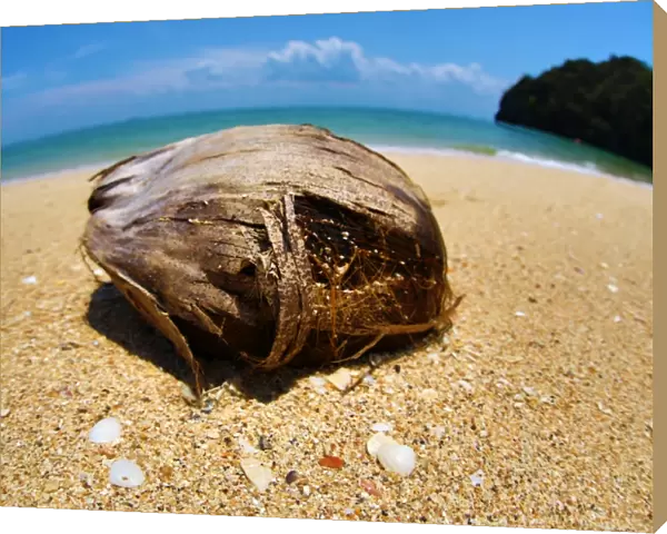 Coconut on a tropical sandy beach in the Kilim Geoforest Park, Langkawi, Malaysia