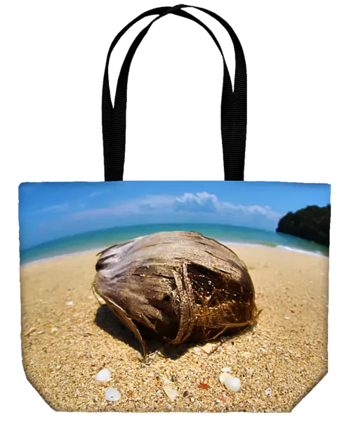 Coconut on a tropical sandy beach in the Kilim Geoforest Park, Langkawi, Malaysia