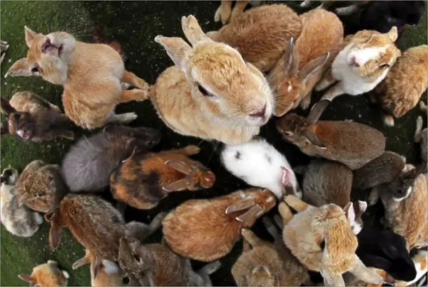 The Rabbits of Okunoshima, known as Rabbit Island, in Japan