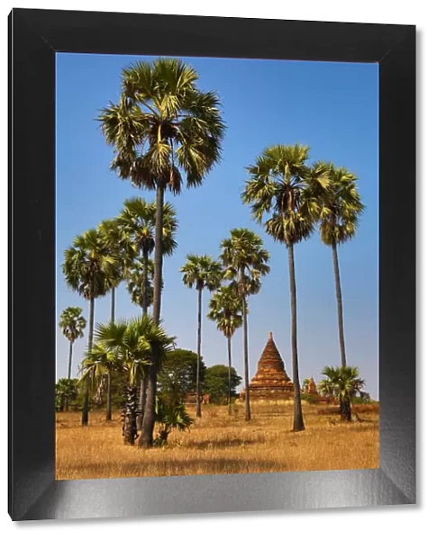 Pagodas and Palm Trees in Nuang U, Bagan, Myanmar (Burma)
