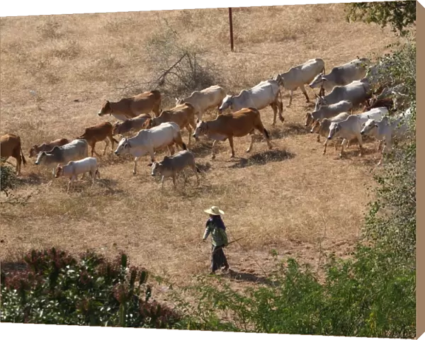 Cattle herder herding herd of cattle on the Plain of Bagan, Bagan, Myanmar (Burma)