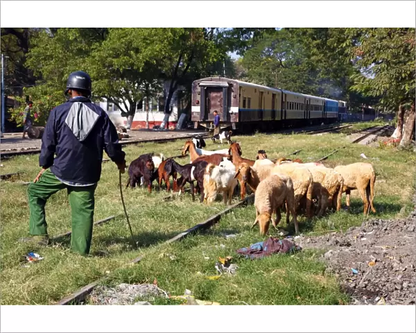 Train in the station in Amarapura with goats on the tracks, Mandalay, Myanmar (Burma)