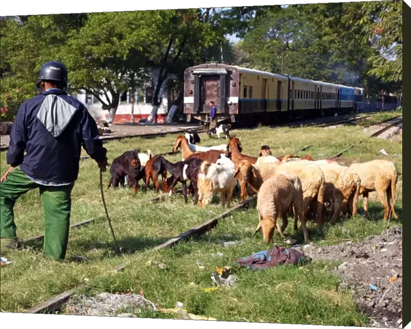 Train in the station in Amarapura with goats on the tracks, Mandalay, Myanmar (Burma)