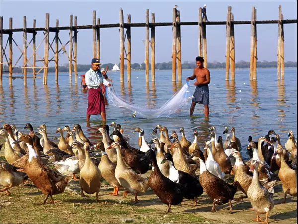 Ducks and the U Bein Bridge in Amarapura, Mandalay, Myanmar