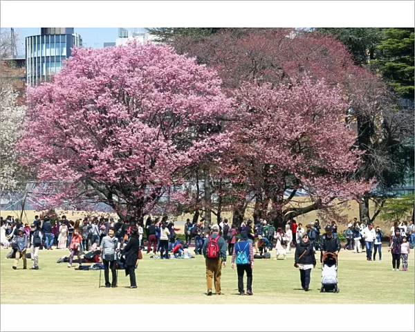 First Japanese Cherry Blossom in Tokyo brings out the crowds, Tokyo, Japan