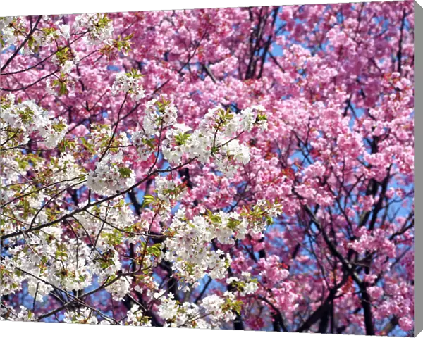 Japanese Cherry Blossom flowers, the Sakura in Tokyo, Japan