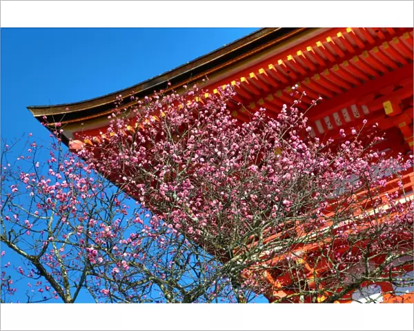 Wooden orange roof with cherry blossom at Kiyomizu-dera Temple in Kyoto, Japan