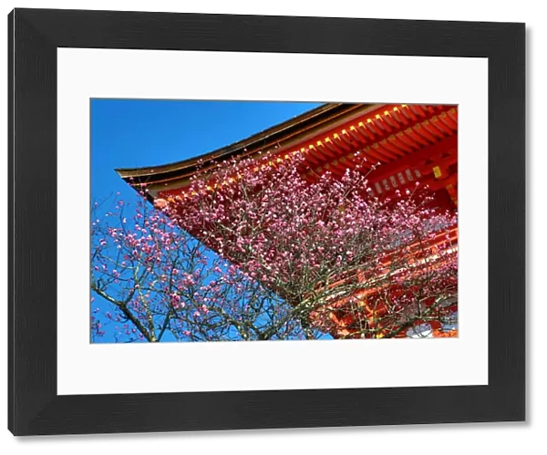 Wooden orange roof with cherry blossom at Kiyomizu-dera Temple in Kyoto, Japan