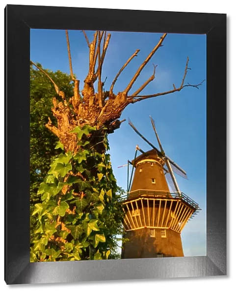 The De Gooyer Windmill and tree with ivy in Amsterdam, Holland