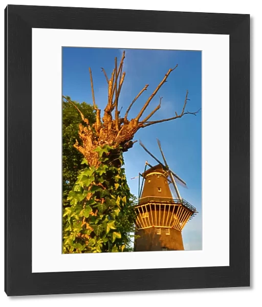 The De Gooyer Windmill and tree with ivy in Amsterdam, Holland