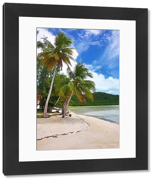 Palm trees on a tropical sandy beach, Carp Island, Republic of Palau, Micronesia
