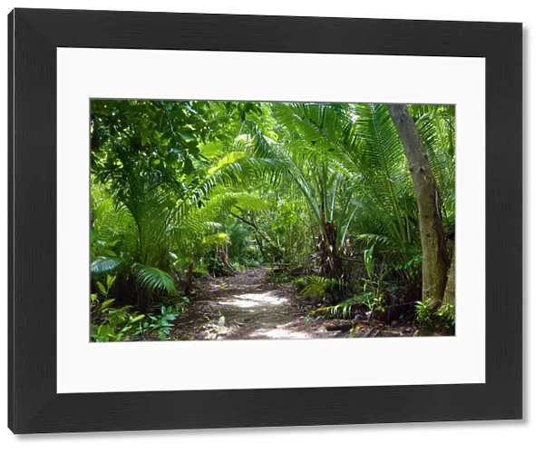 Forest path through tropical vegetation, Palau, Micronesia