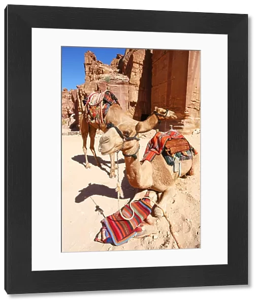 Camels in the rock city of Petra, Jordan