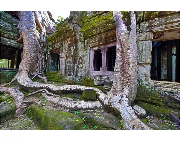 Spung tree roots covering ruins at Ta Prohm Temple, Angkor, Siem Reap, Cambodia