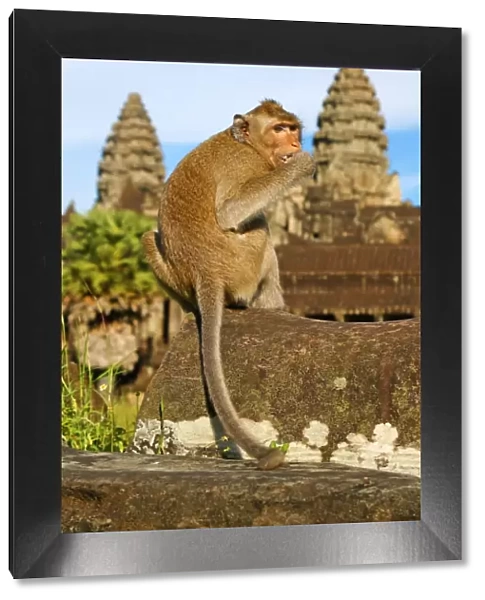 Long tailed Macaque Monkey at Angkor Wat Temple in Siem Reap, Cambodia