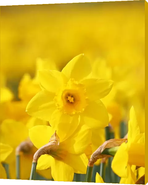 Spring Daffodils blooming in London