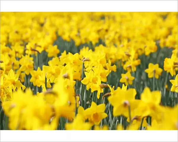 Daffodils flowering in spring in London