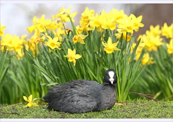 A Coot with Spring Daffodils in St. James Park, London