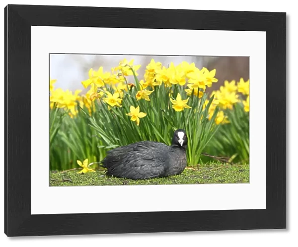 A Coot with Spring Daffodils in St. James Park, London