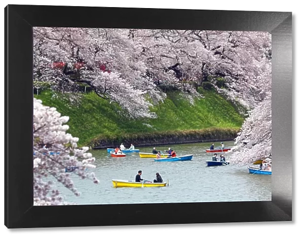 Looking at Cherry Blossom Sakura from boats in Tokyo, Japan