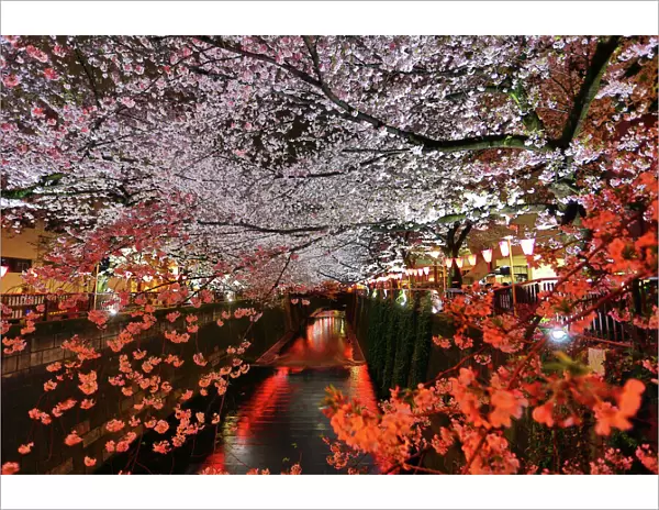 Illuminated cherry blossom Sakura along the Meguro River in Tokyo, Japan