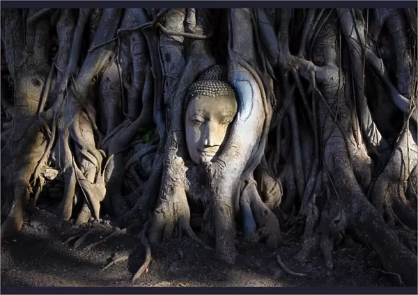 Buddha head statue in Bodhi tree roots, Wat Mahathat, Ayutthaya
