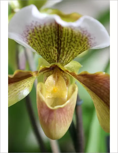 Paphiopedilum Hybrid Orchid