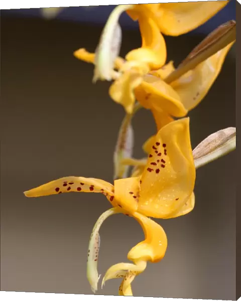 Stanhopes Jenischiana Orchid