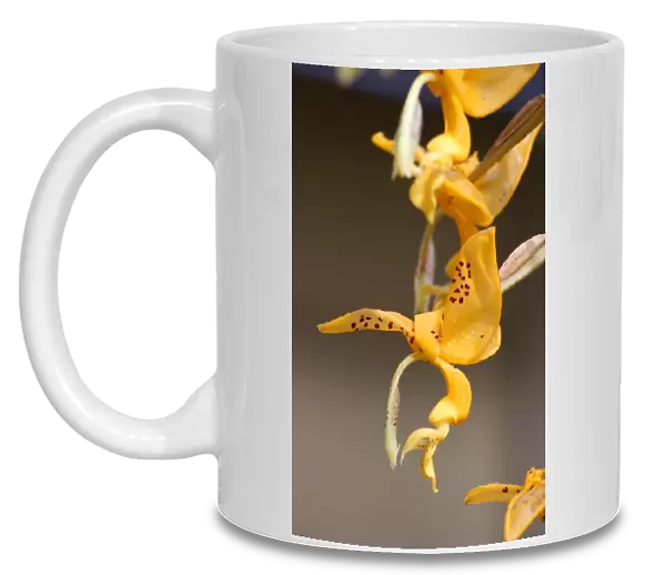 Stanhopes Jenischiana Orchid