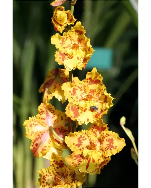 Odontoglosscem, Elles Triumph Orchid