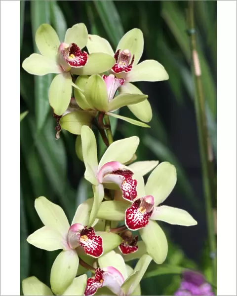 Cymbidium Maureen Grapes Orchid