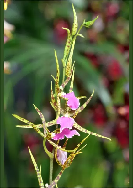 Odontobrassia Billabong Orchid