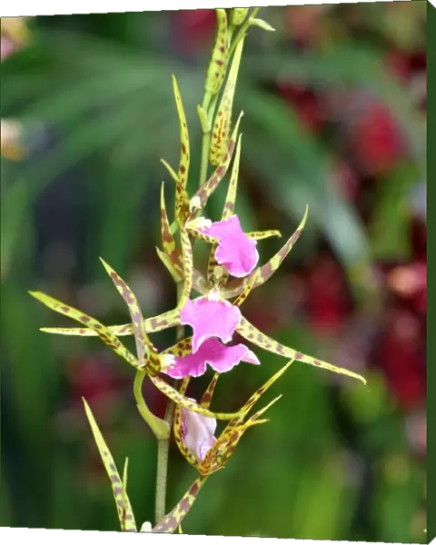 Odontobrassia Billabong Orchid
