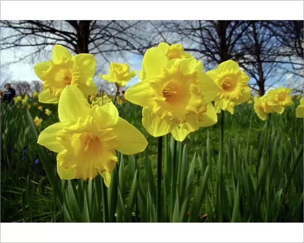Yellow daffodills in spring