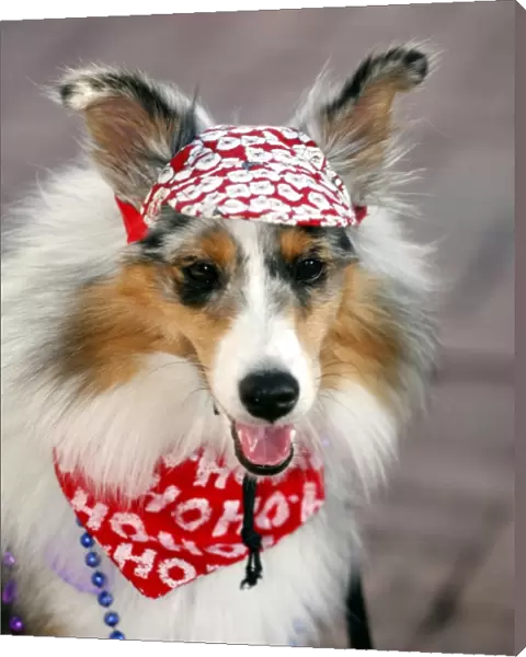 Dog wearing a cap and scarf
