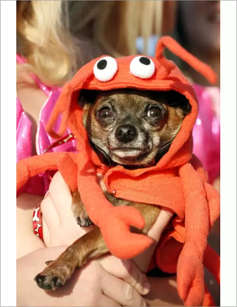 Dog wearing a lobster costume