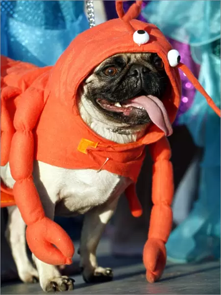 Dog. Pug dressed as a lobster